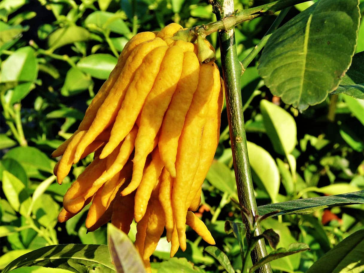 15 Types of Lemon Trees (With Pictures)