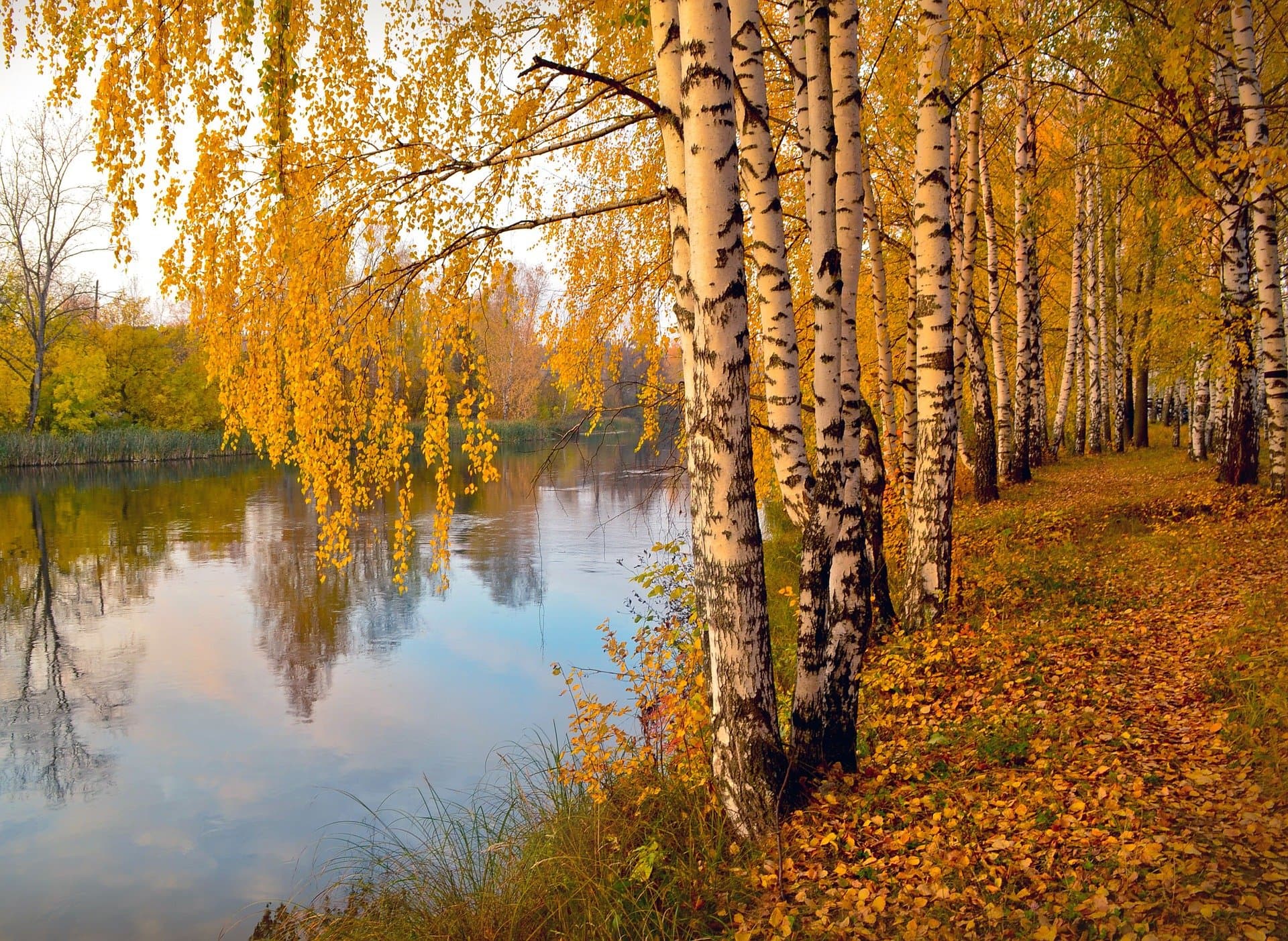 11 Types of Birch Trees (with Pictures)