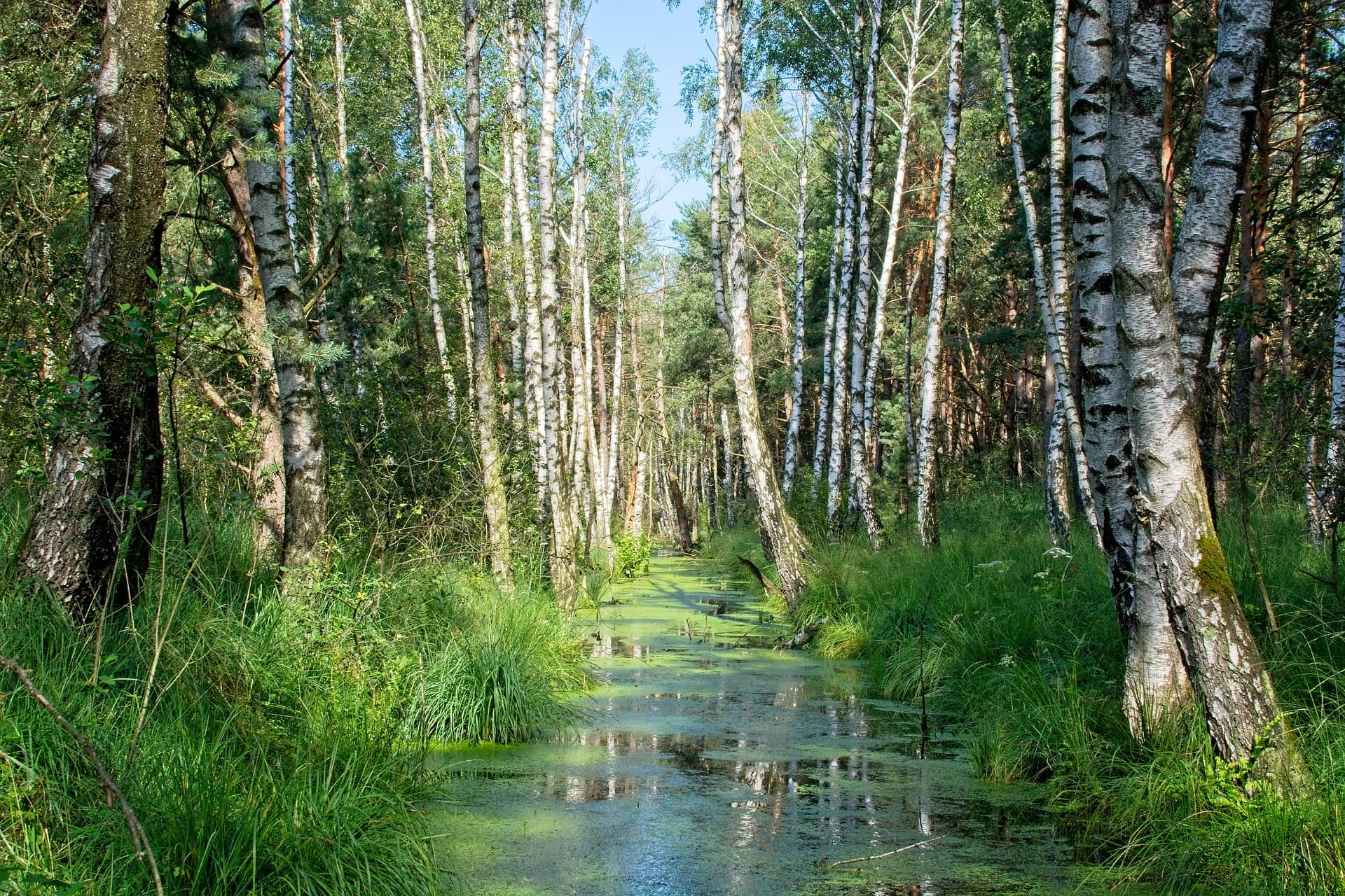 11 Types of Birch Trees (with Pictures)