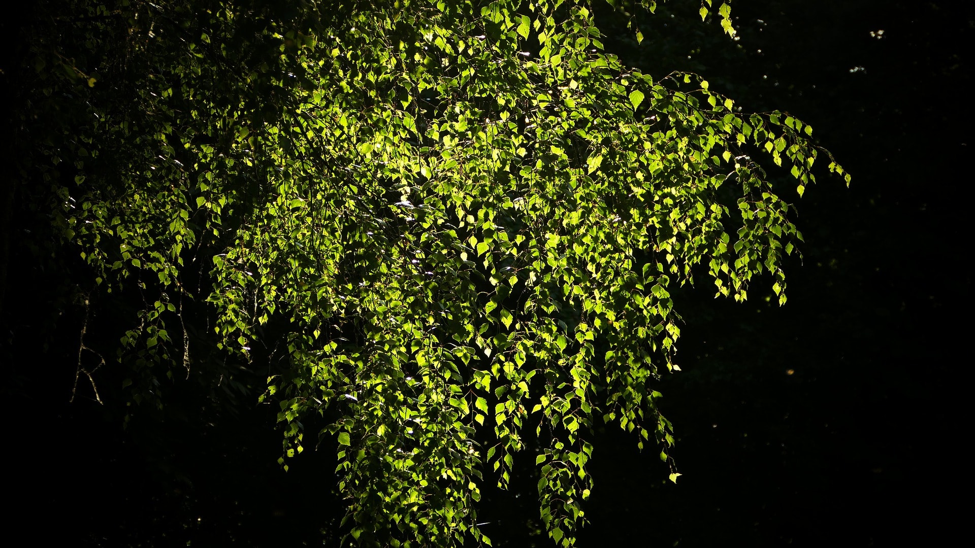 11 Types of Birch Trees (with Pictures)