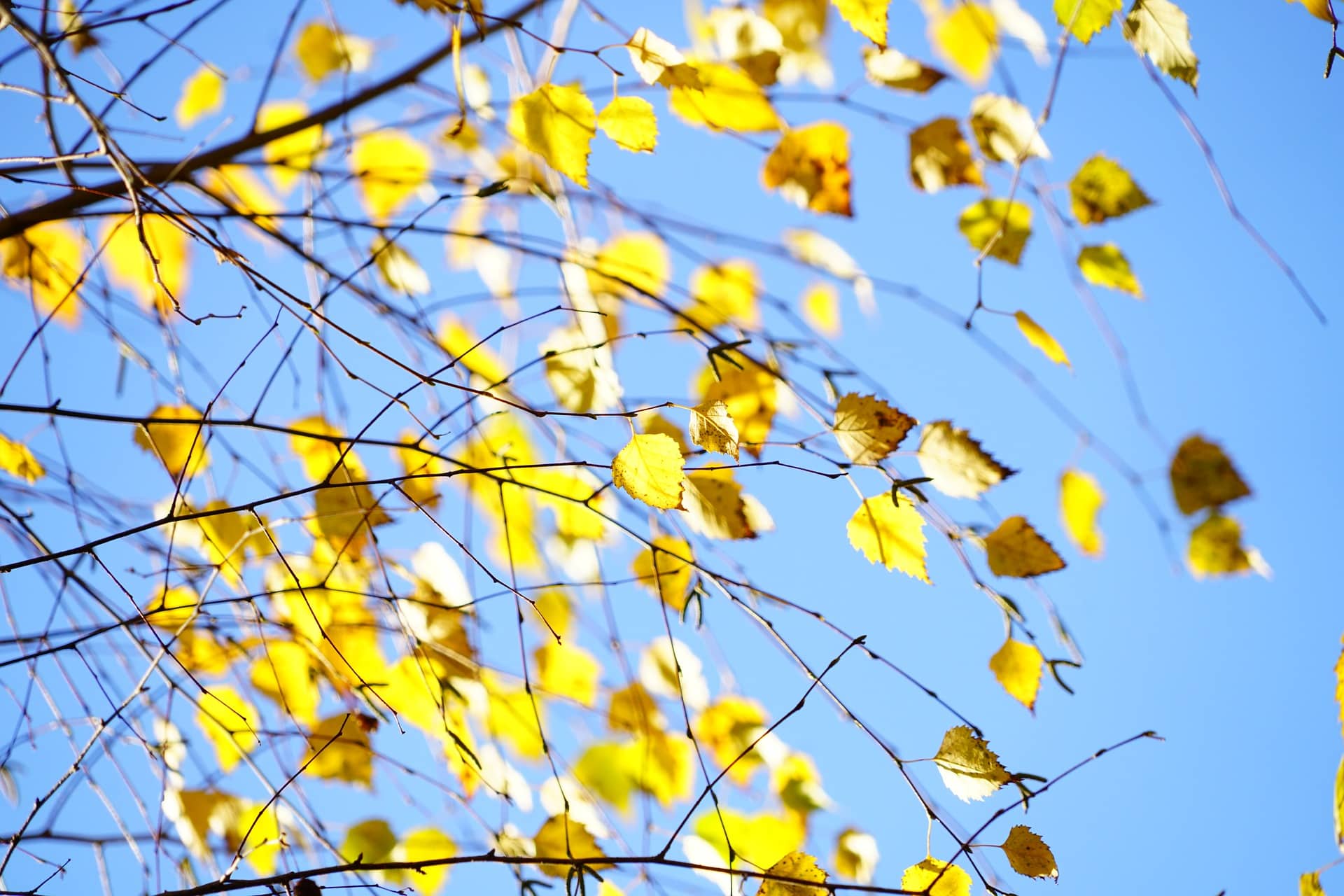 11 Types of Birch Trees (with Pictures)