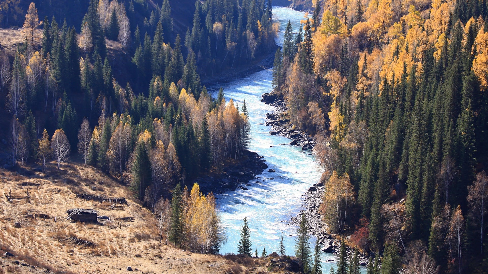 11 Types of Birch Trees (with Pictures)