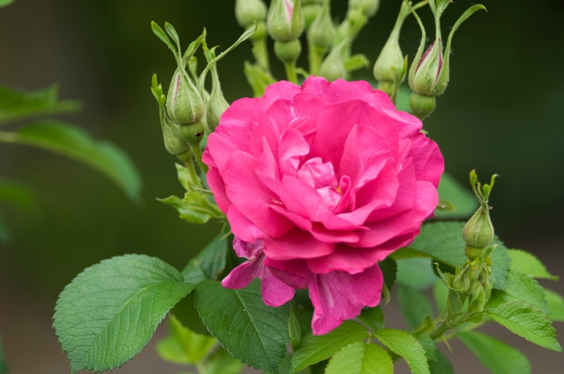 18 Types of Red Roses (With Pictures)