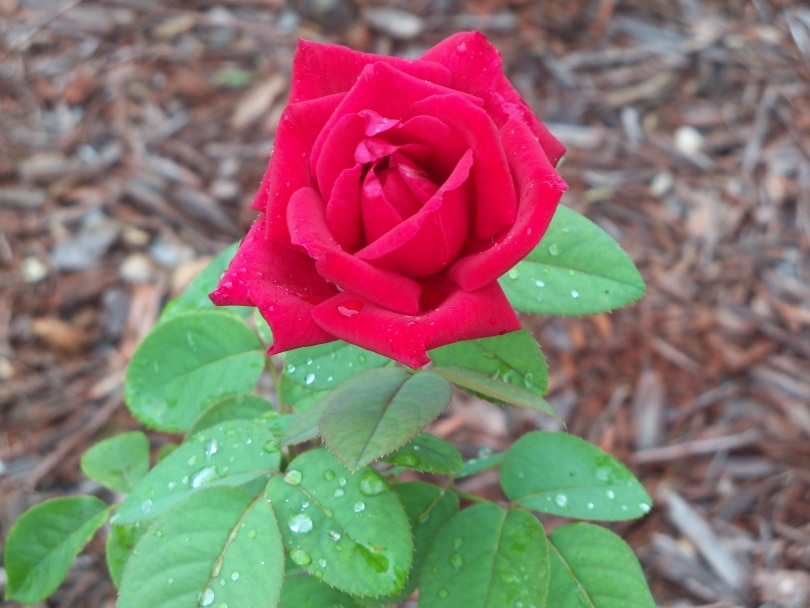 18 Types of Red Roses (With Pictures)
