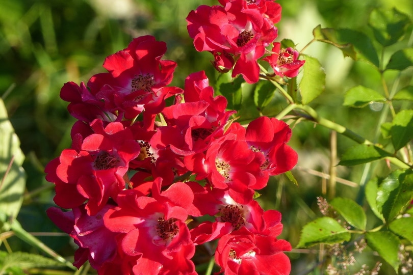 18 Types of Red Roses (With Pictures)