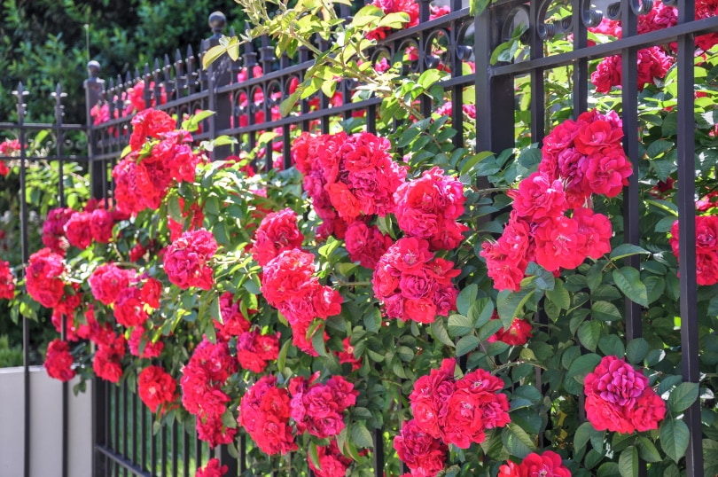 18 Types of Red Roses (With Pictures)