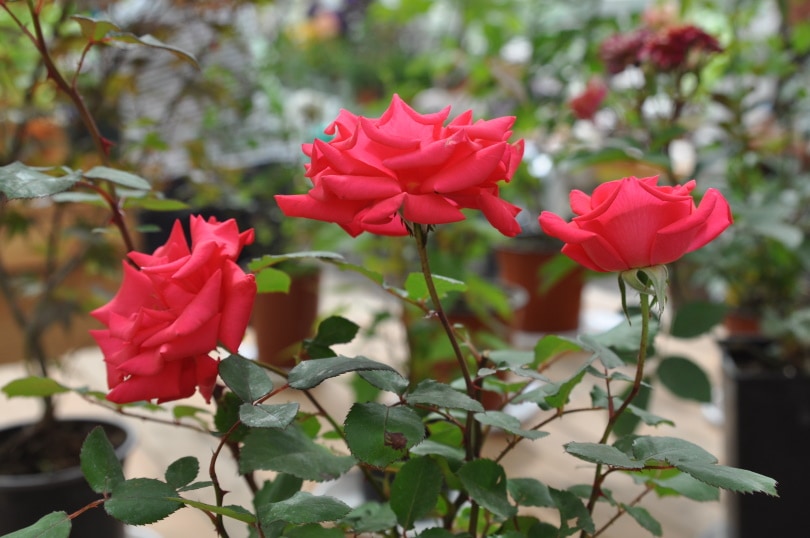 18 Types of Red Roses (With Pictures)