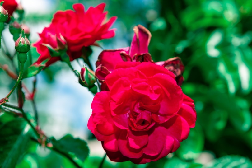 18 Types of Red Roses (With Pictures)