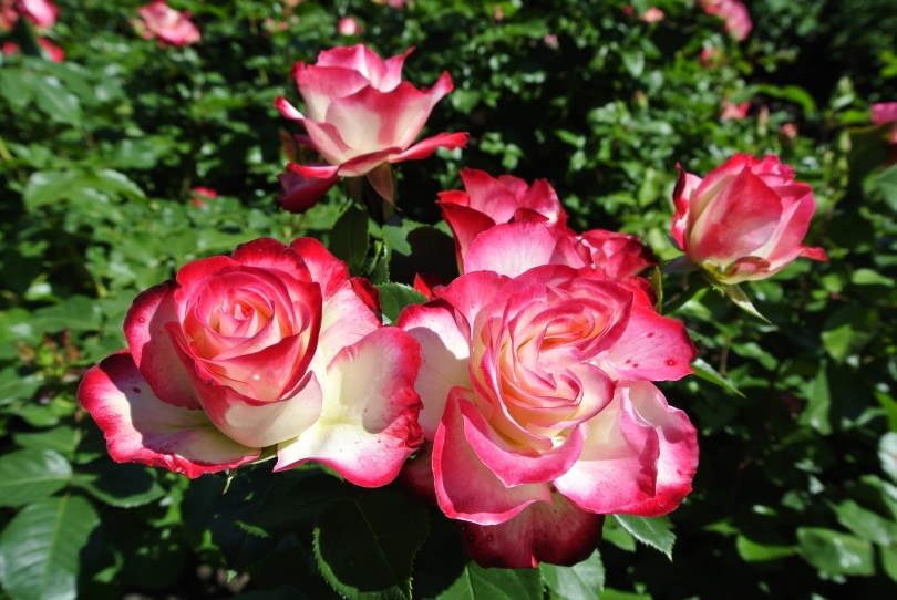 18 Types of Red Roses (With Pictures)