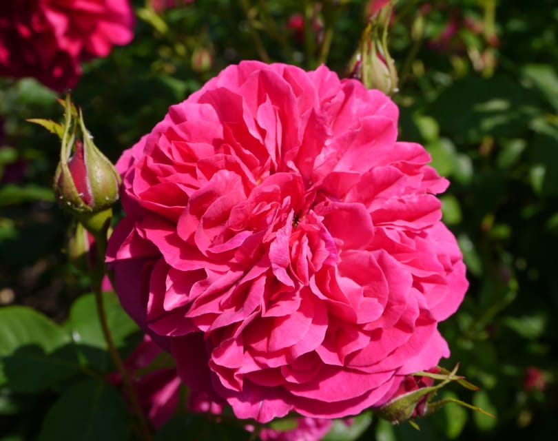 18 Types of Red Roses (With Pictures)