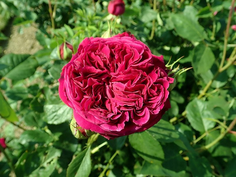 18 Types of Red Roses (With Pictures)