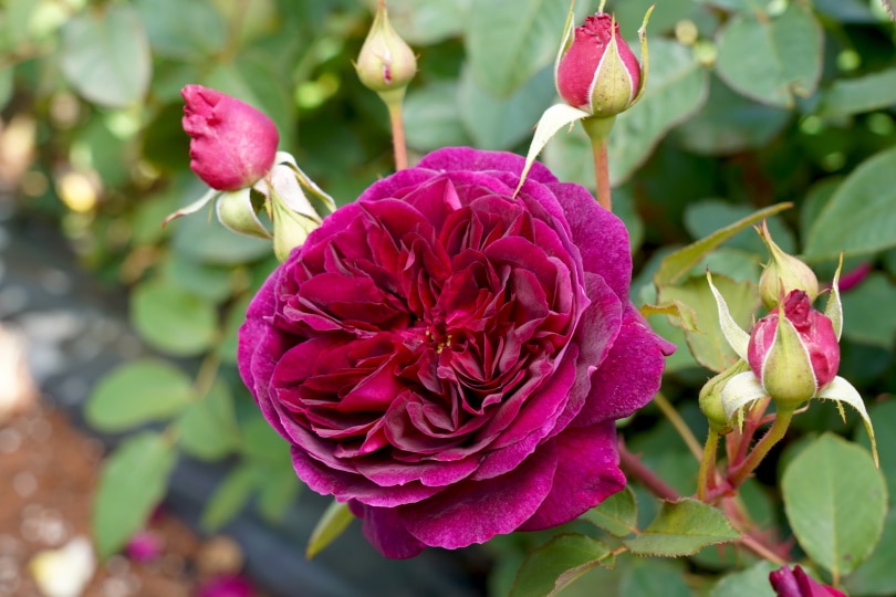 18 Types of Red Roses (With Pictures)