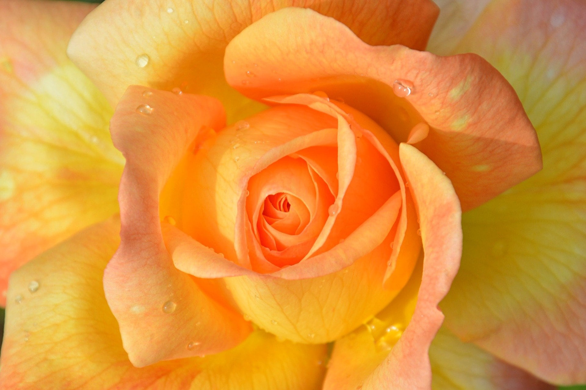15 Different Types of Yellow Roses