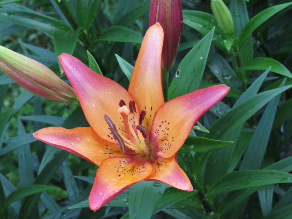 26 Types of Lily Flowers (with Pictures)
