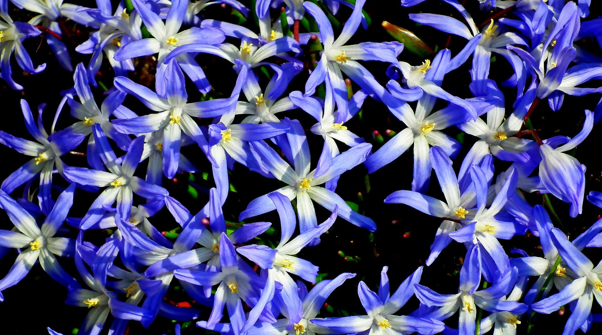26 Types of Lily Flowers (with Pictures)