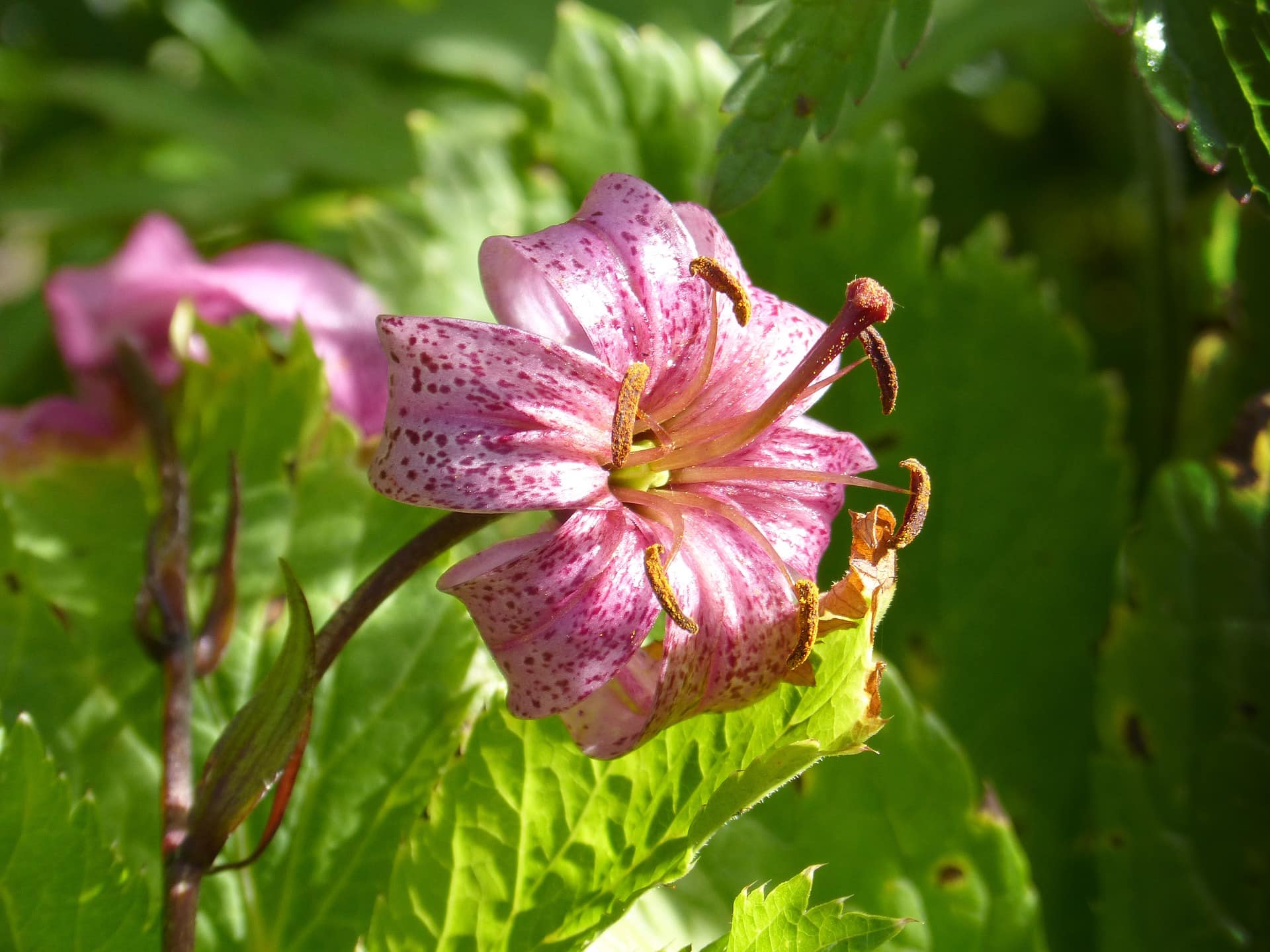 26 Types of Lily Flowers (with Pictures)