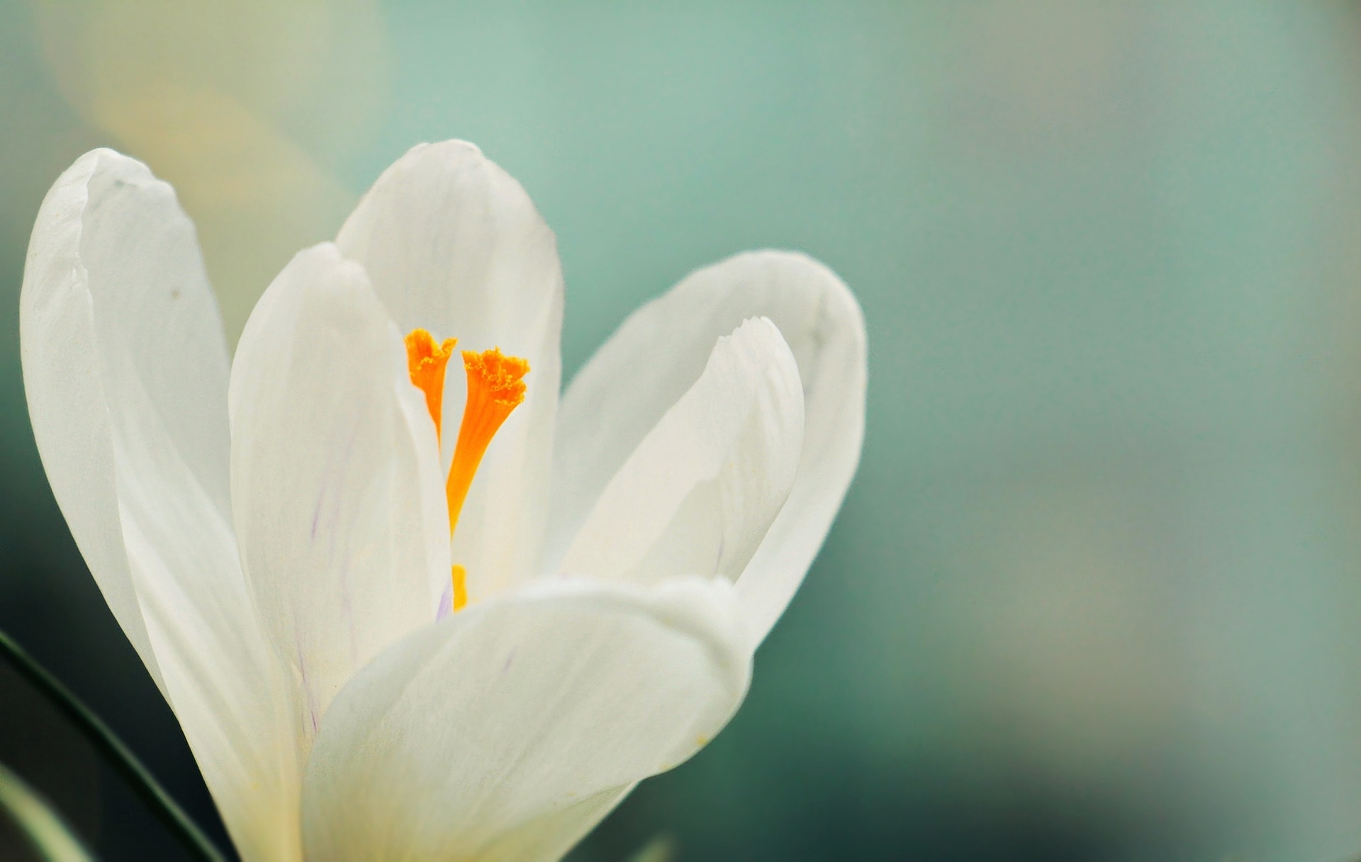26 Types of Lily Flowers (with Pictures)