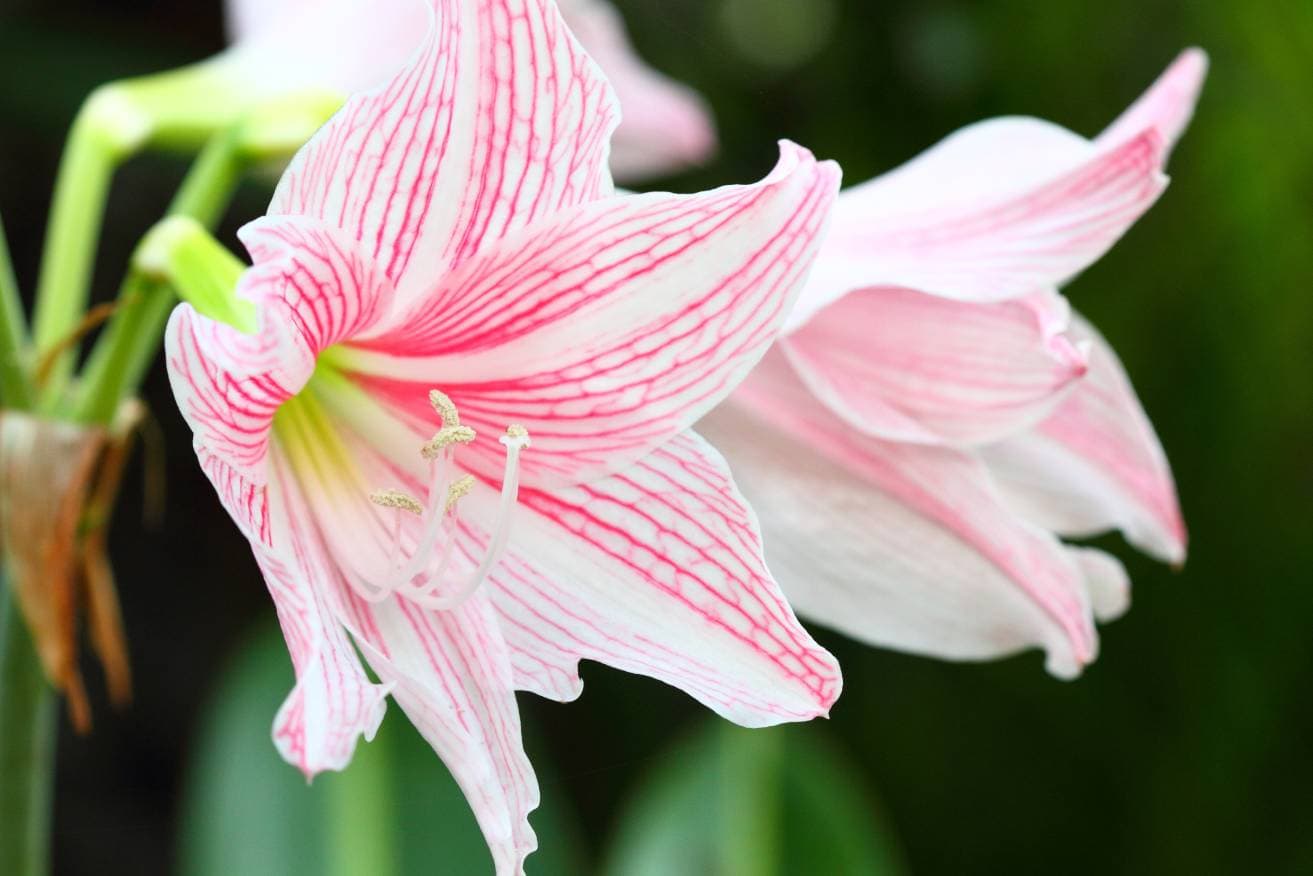 26 Types of Lily Flowers (with Pictures)