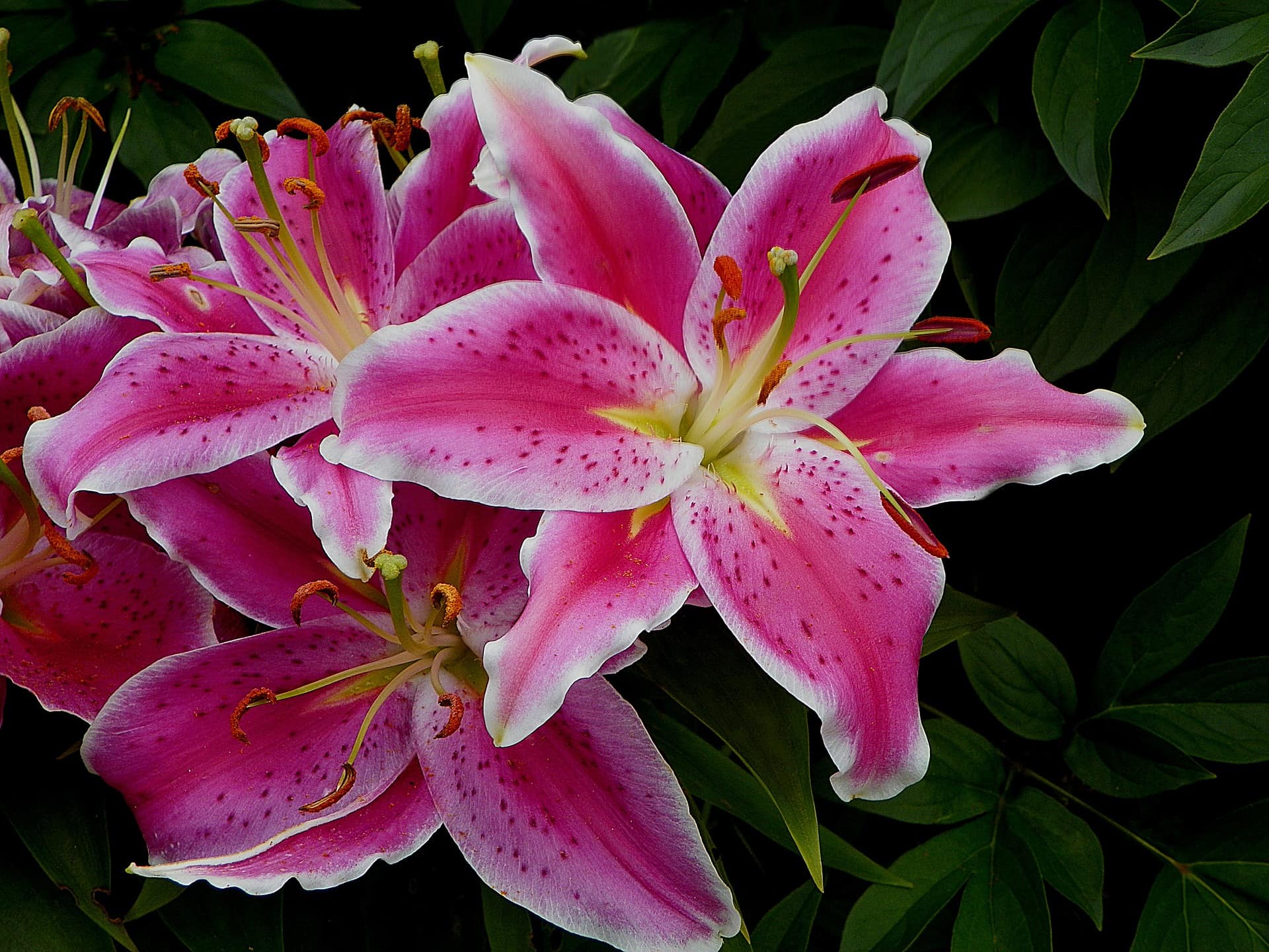 26 Types of Lily Flowers (with Pictures)