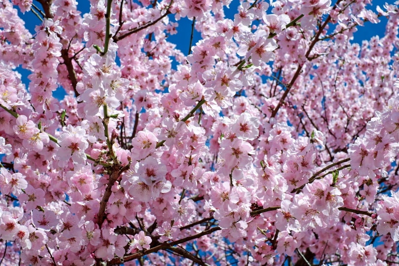 15 Different Types of Cherry Blossom Trees (With Pictures)