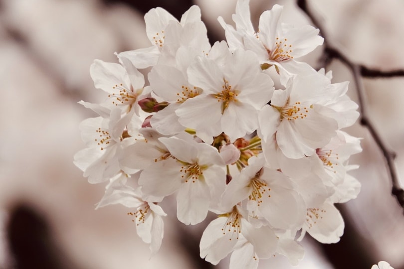 15 Different Types of Cherry Blossom Trees (With Pictures)