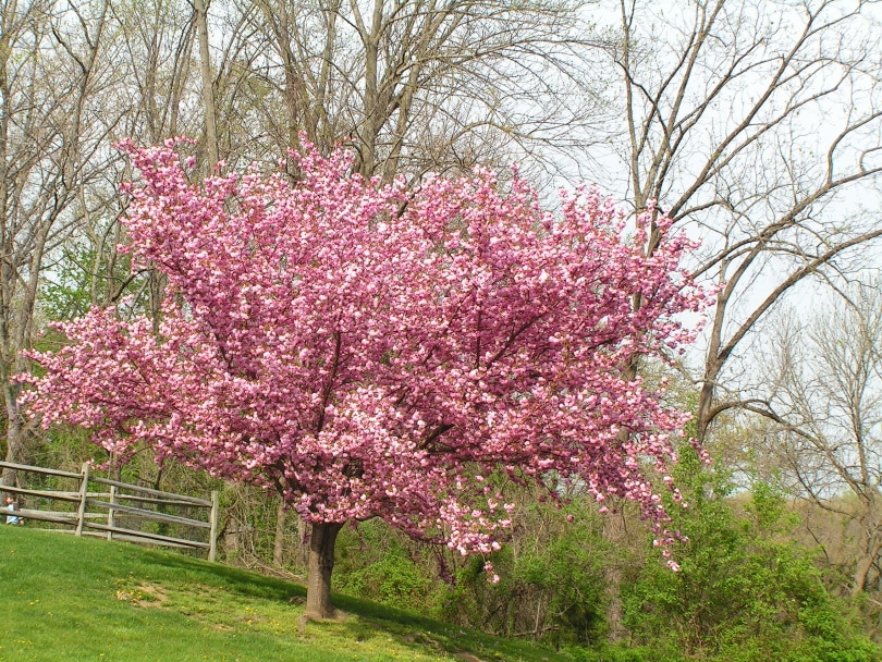 15 Different Types of Cherry Blossom Trees (With Pictures)
