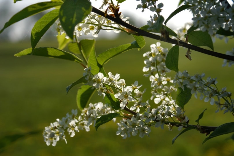 15 Different Types of Cherry Blossom Trees (With Pictures)