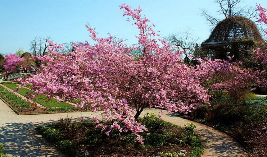 15 Different Types of Cherry Blossom Trees (With Pictures)