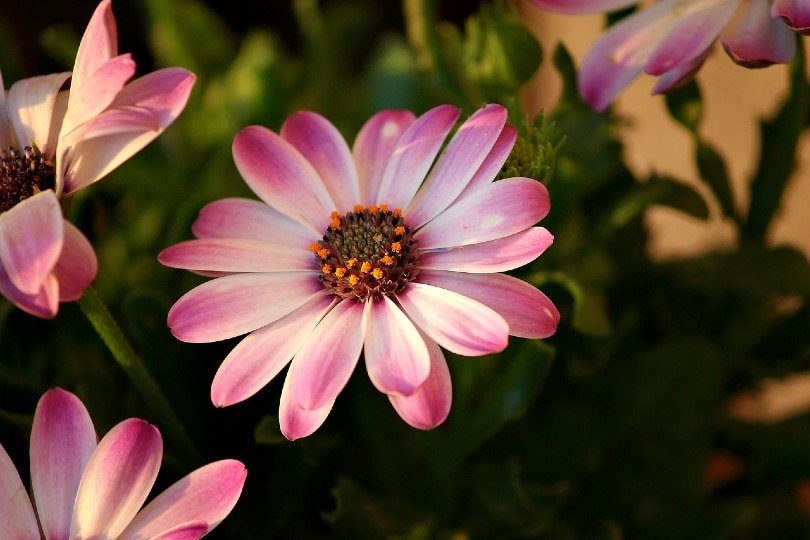 20 Types of Daisy Flowers (with Pictures)
