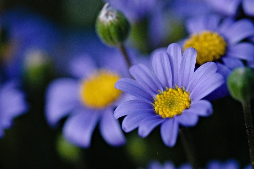 20 Types of Daisy Flowers (with Pictures)