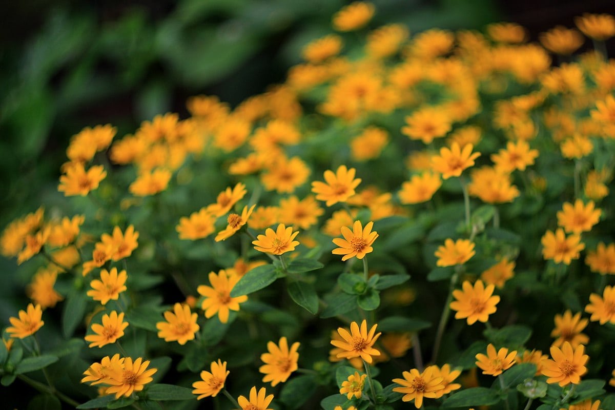 20 Types of Daisy Flowers (with Pictures)