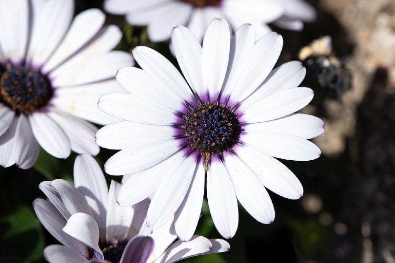 20 Types of Daisy Flowers (with Pictures)