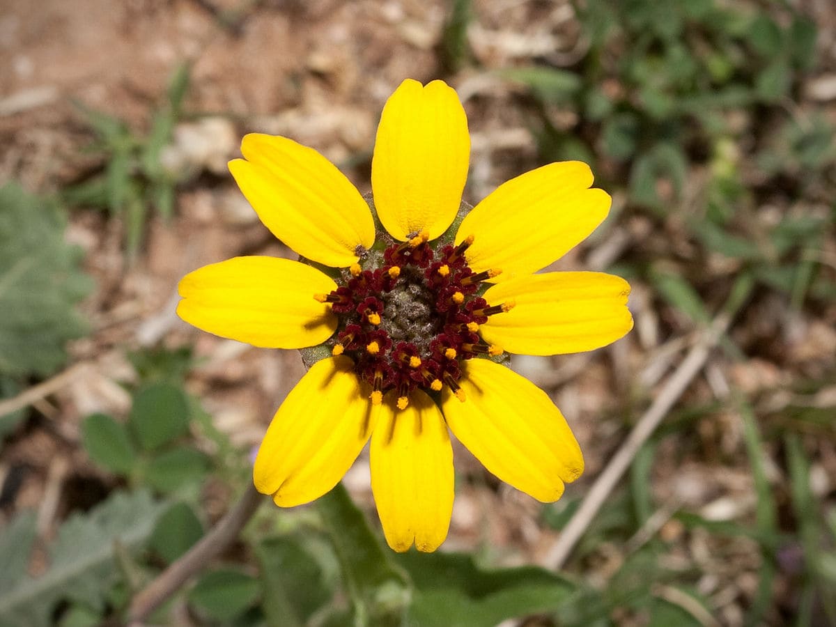 20 Types of Daisy Flowers (with Pictures)
