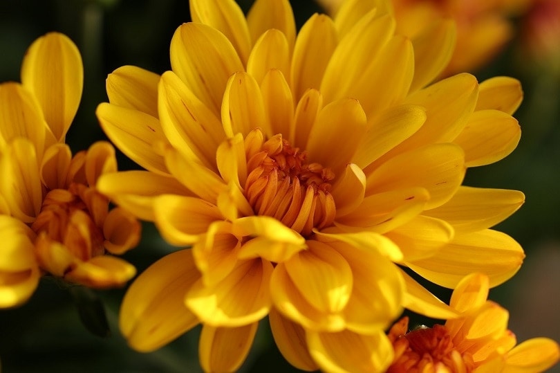 20 Types of Daisy Flowers (with Pictures)