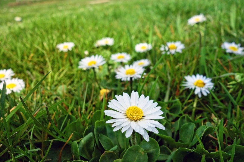 20 Types of Daisy Flowers (with Pictures)