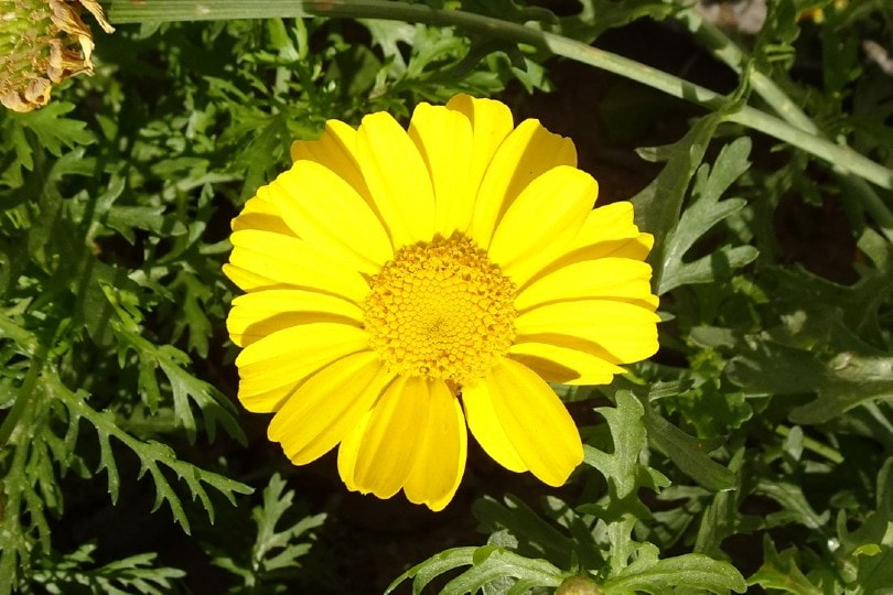20 Types of Daisy Flowers (with Pictures)
