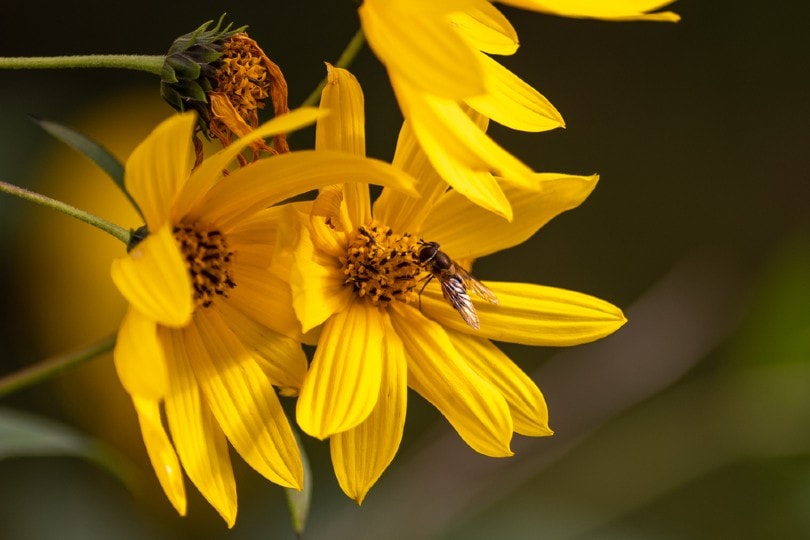 20 Types of Daisy Flowers (with Pictures)