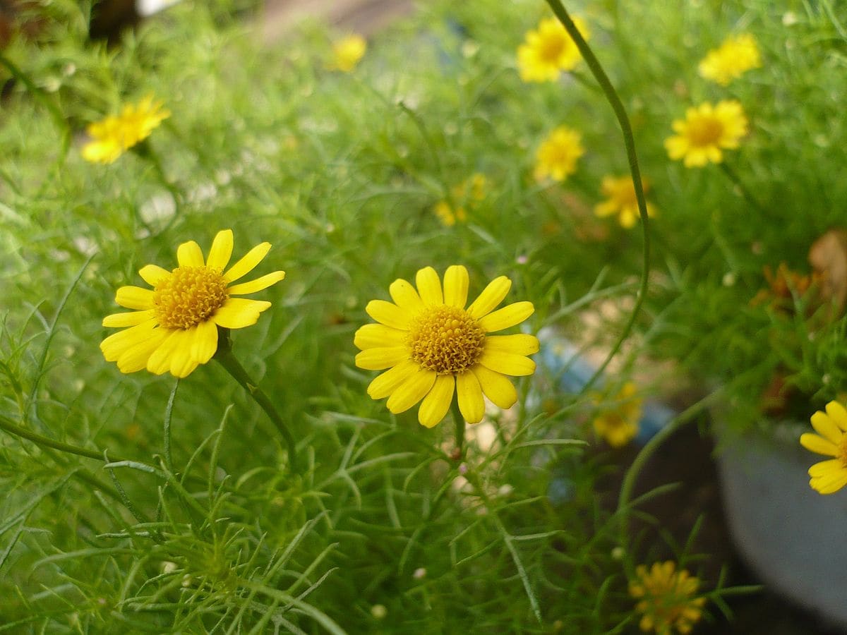 20 Types of Daisy Flowers (with Pictures)
