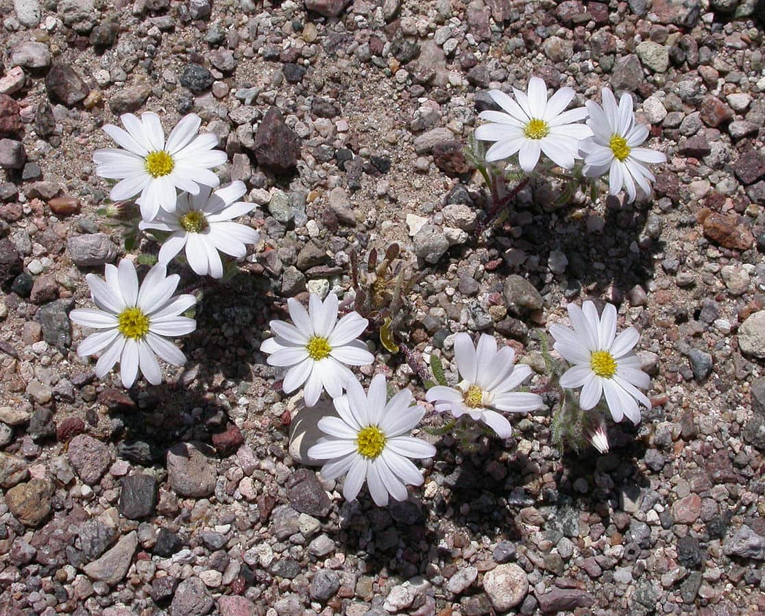 20 Types of Daisy Flowers (with Pictures)
