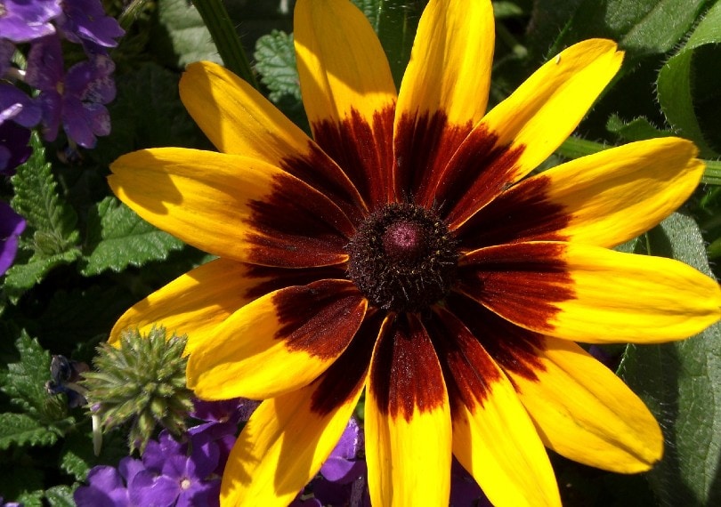 20 Types of Daisy Flowers (with Pictures)