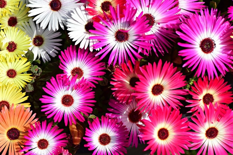 20 Types of Daisy Flowers (with Pictures)