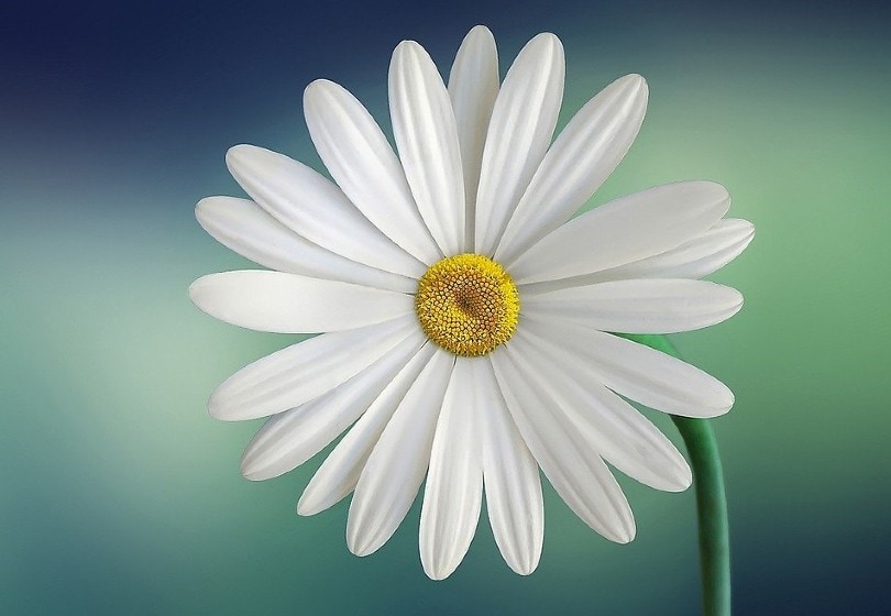 20 Types of Daisy Flowers (with Pictures)