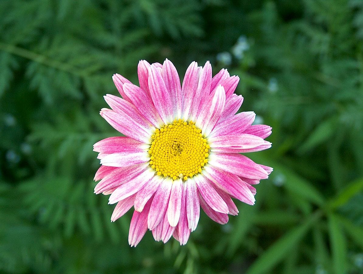 20 Types of Daisy Flowers (with Pictures)