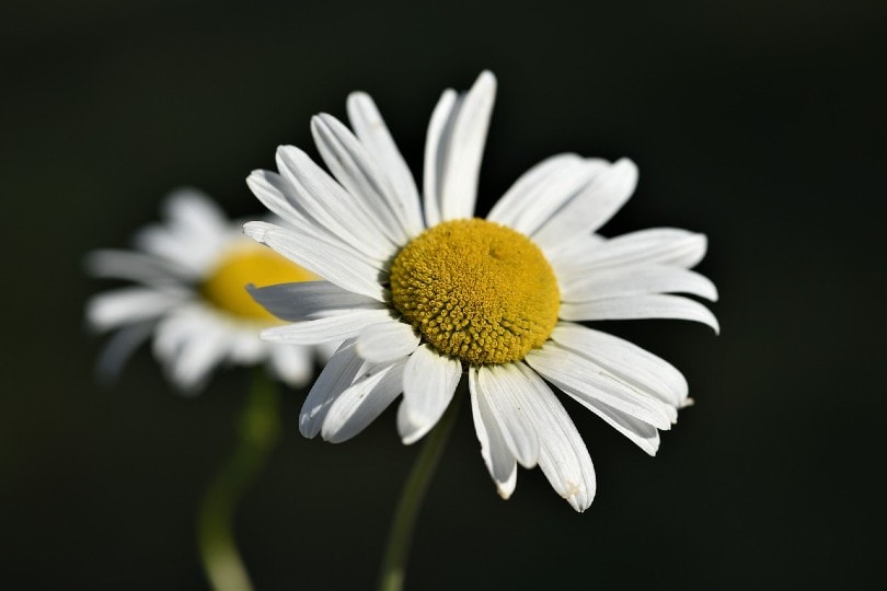 20 Types of Daisy Flowers (with Pictures)