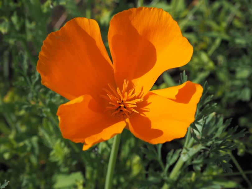 38 Types of Orange Flowers (With Pictures)