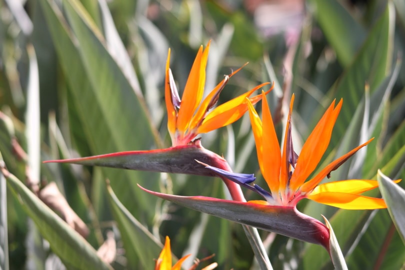 38 Types of Orange Flowers (With Pictures)