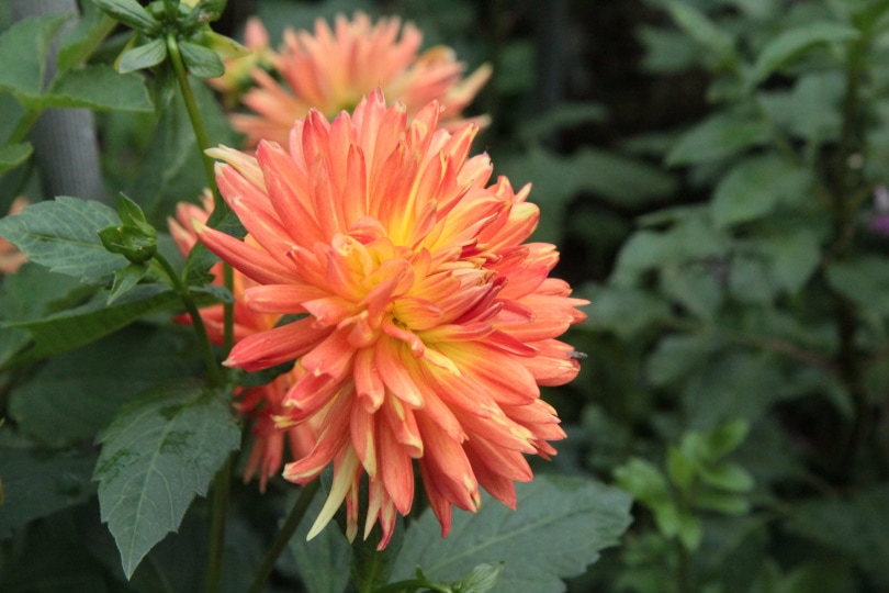 38 Types of Orange Flowers (With Pictures)