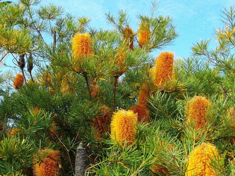 38 Types of Orange Flowers (With Pictures)