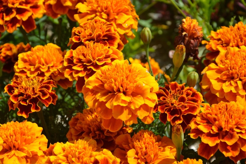 38 Types of Orange Flowers (With Pictures)