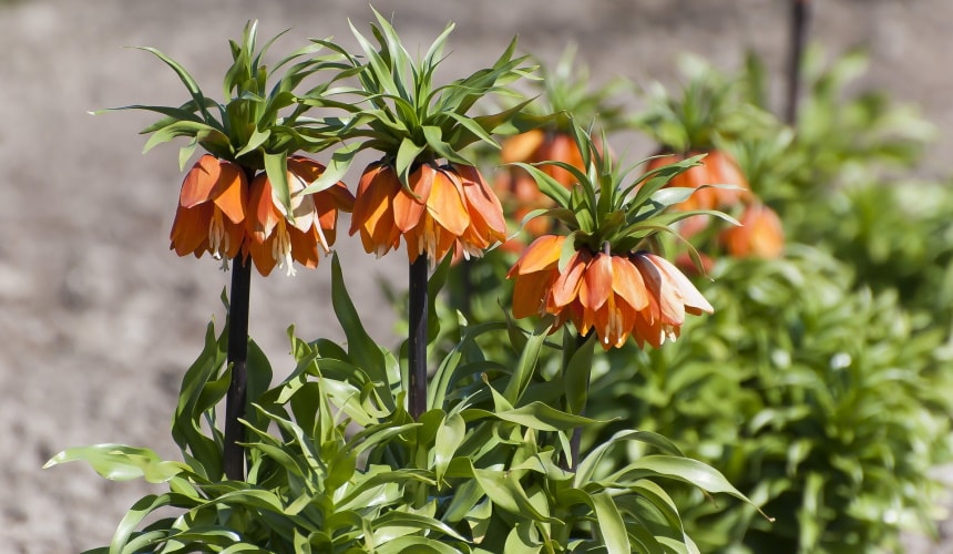 38 Types of Orange Flowers (With Pictures)